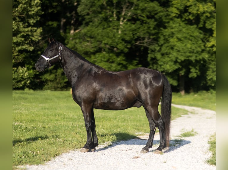 Fox trotter de Missouri Caballo castrado 14 años 152 cm Negro in Marble Hill