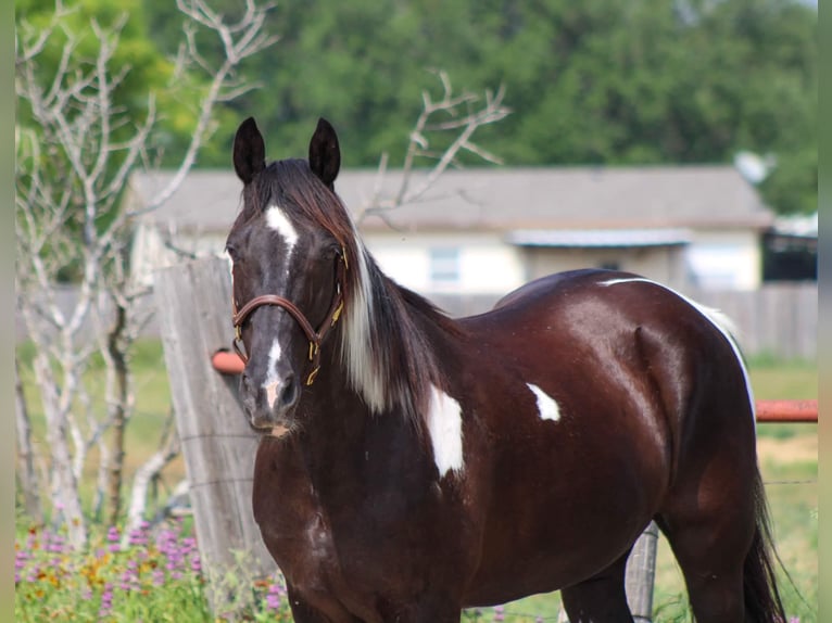 Fox trotter de Missouri Caballo castrado 14 años 152 cm Tobiano-todas las-capas in Stephenville TX