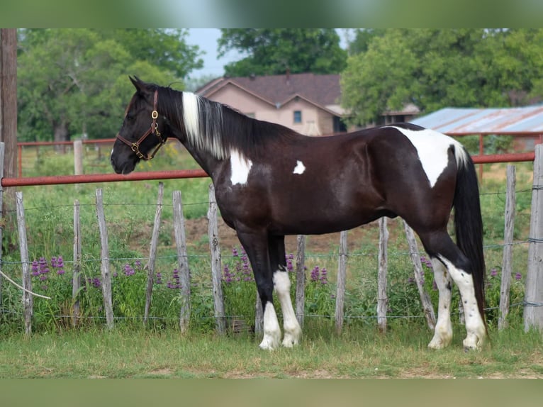 Fox trotter de Missouri Caballo castrado 14 años 152 cm Tobiano-todas las-capas in Stephenville TX