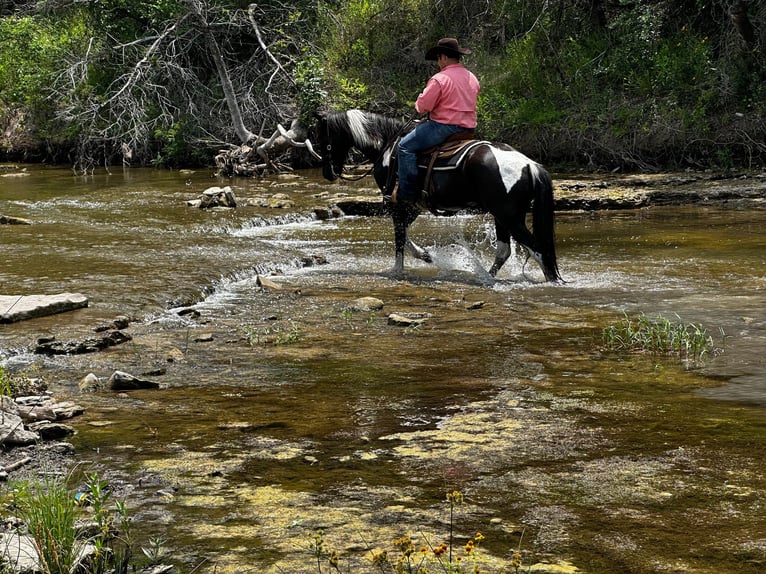 Fox trotter de Missouri Caballo castrado 14 años 152 cm Tobiano-todas las-capas in Stephenville TX