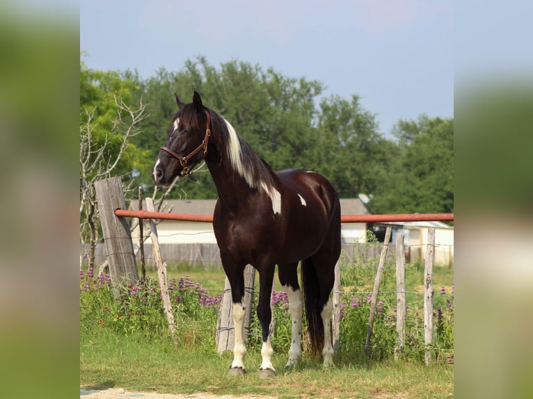 Fox trotter de Missouri Caballo castrado 14 años 152 cm Tobiano-todas las-capas in Stephenville TX