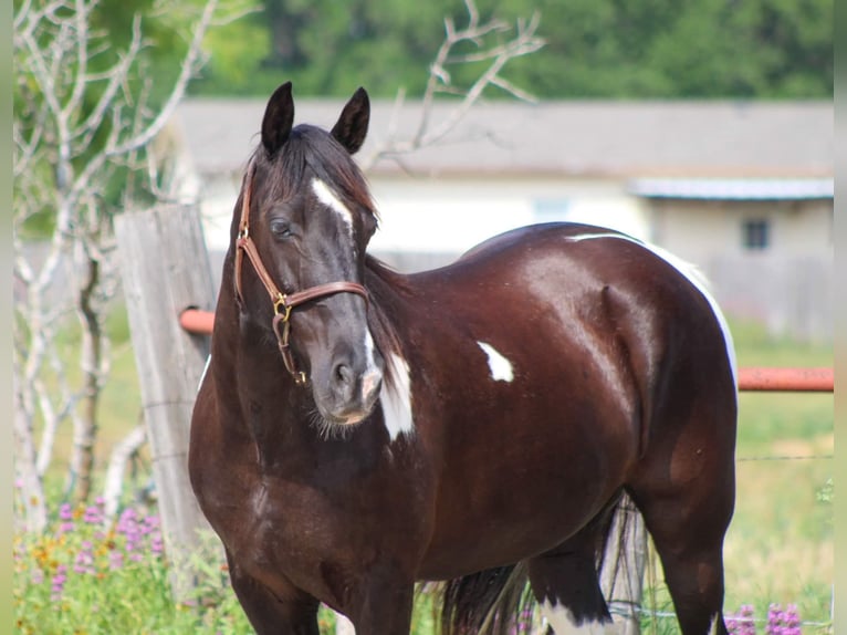 Fox trotter de Missouri Caballo castrado 14 años 152 cm Tobiano-todas las-capas in Stephenville TX