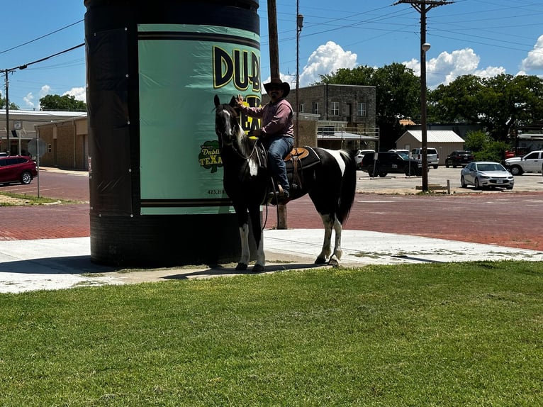 Fox trotter de Missouri Caballo castrado 14 años 152 cm Tobiano-todas las-capas in Stephenville TX