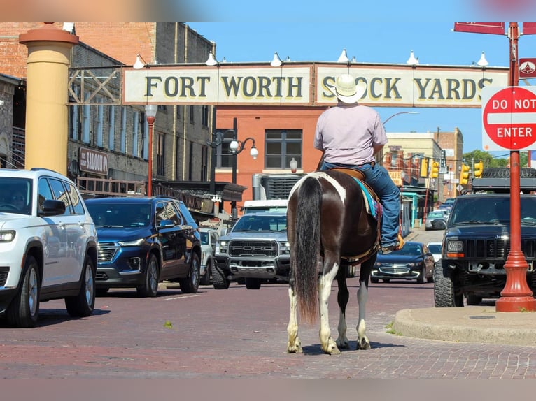 Fox trotter de Missouri Caballo castrado 14 años 152 cm Tobiano-todas las-capas in Stephenville TX