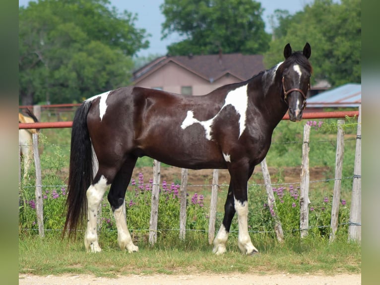 Fox trotter de Missouri Caballo castrado 14 años 152 cm Tobiano-todas las-capas in Stephenville TX