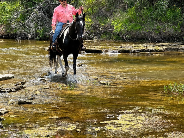 Fox trotter de Missouri Caballo castrado 14 años 152 cm Tobiano-todas las-capas in Stephenville TX