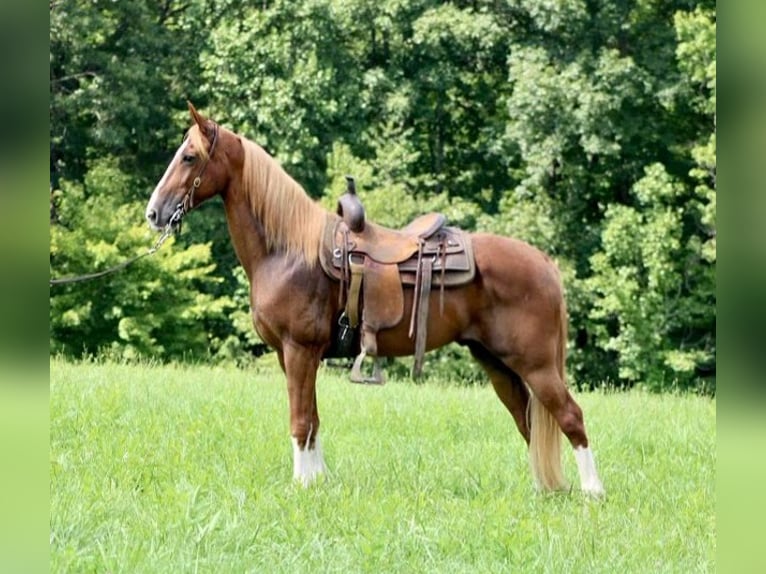 Fox trotter de Missouri Caballo castrado 14 años 155 cm Alazán rojizo in Whitley City