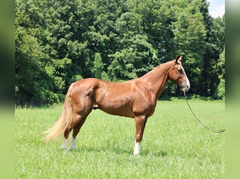 Fox trotter de Missouri Caballo castrado 14 años 155 cm Alazán rojizo in Whitley City