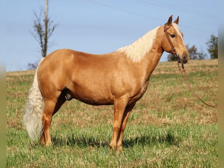 Fox trotter de Missouri Caballo castrado 14 años 155 cm Palomino in Whitley city KY