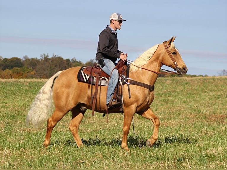 Fox trotter de Missouri Caballo castrado 14 años 155 cm Palomino in Whitley city KY