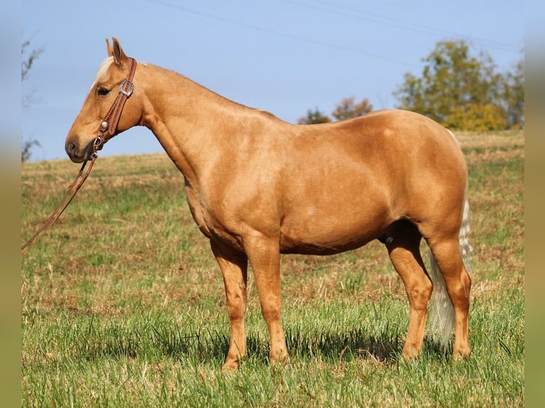 Fox trotter de Missouri Caballo castrado 14 años 155 cm Palomino in Whitley city KY