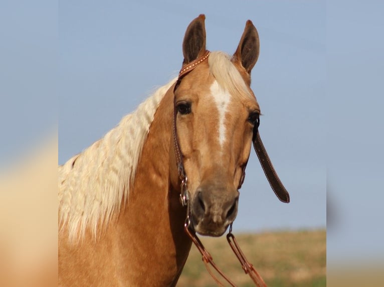 Fox trotter de Missouri Caballo castrado 14 años 155 cm Palomino in Whitley city KY