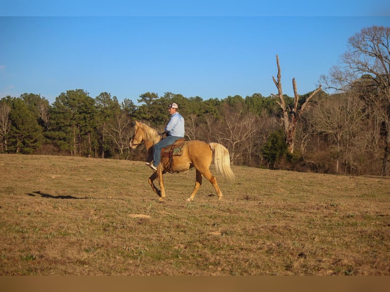 Fox trotter de Missouri Caballo castrado 14 años 155 cm Palomino in RUsk TX