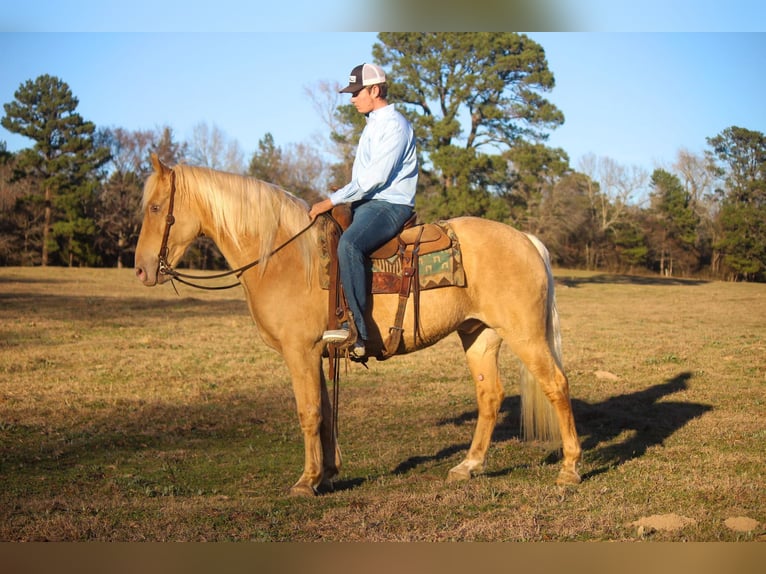 Fox trotter de Missouri Caballo castrado 14 años 155 cm Palomino in RUsk TX