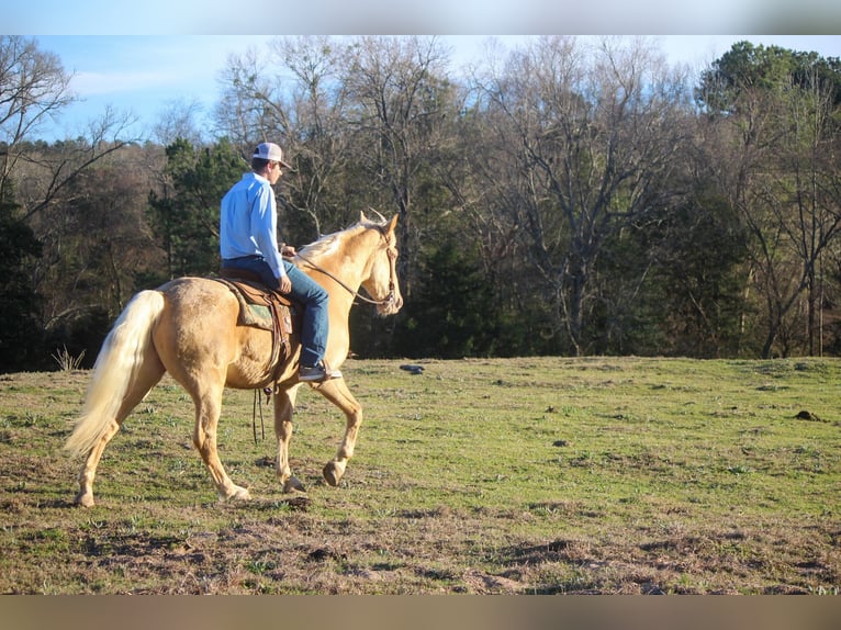 Fox trotter de Missouri Caballo castrado 14 años 155 cm Palomino in RUsk TX