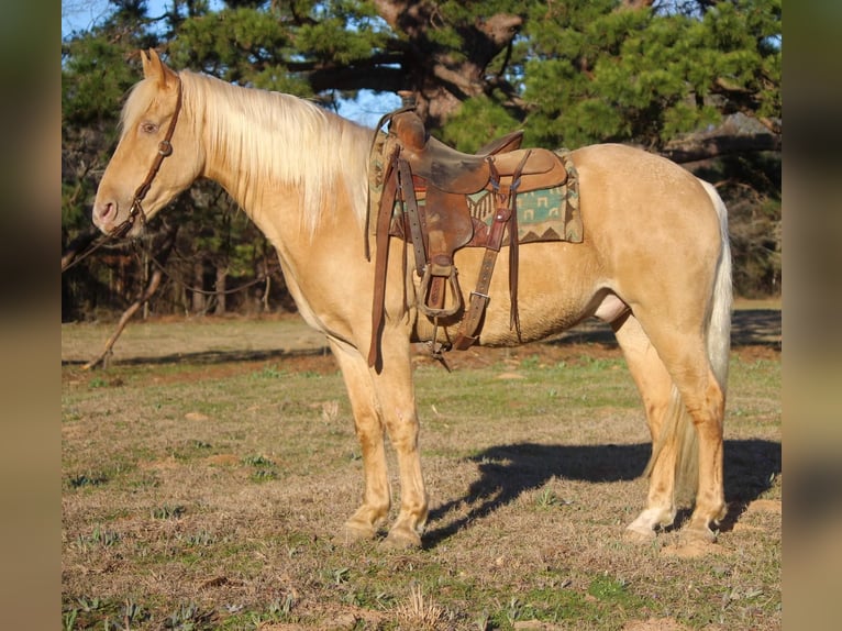 Fox trotter de Missouri Caballo castrado 14 años 155 cm Palomino in RUsk TX