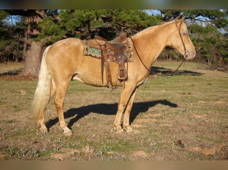 Fox trotter de Missouri Caballo castrado 14 años 155 cm Palomino in RUsk TX