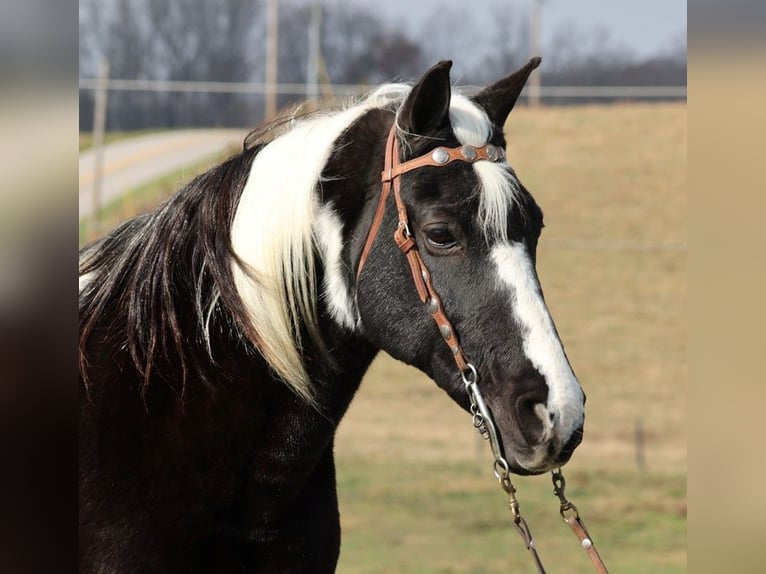 Fox trotter de Missouri Caballo castrado 14 años 155 cm Tobiano-todas las-capas in Mount Vernon KY