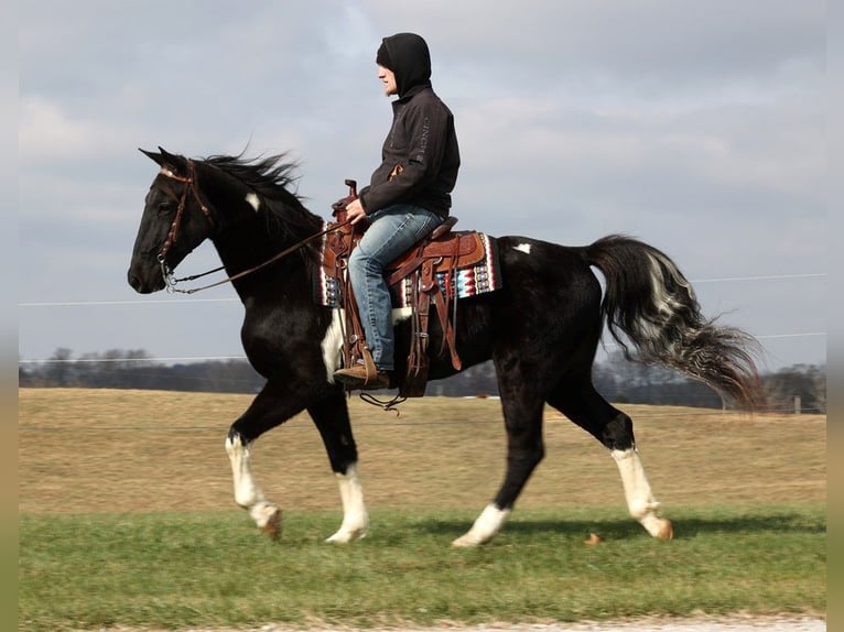 Fox trotter de Missouri Caballo castrado 14 años 155 cm Tobiano-todas las-capas in Mount Vernon KY