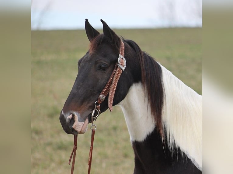 Fox trotter de Missouri Caballo castrado 14 años 155 cm Tobiano-todas las-capas in Whitley City KY