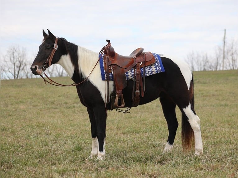 Fox trotter de Missouri Caballo castrado 14 años 155 cm Tobiano-todas las-capas in Whitley City KY