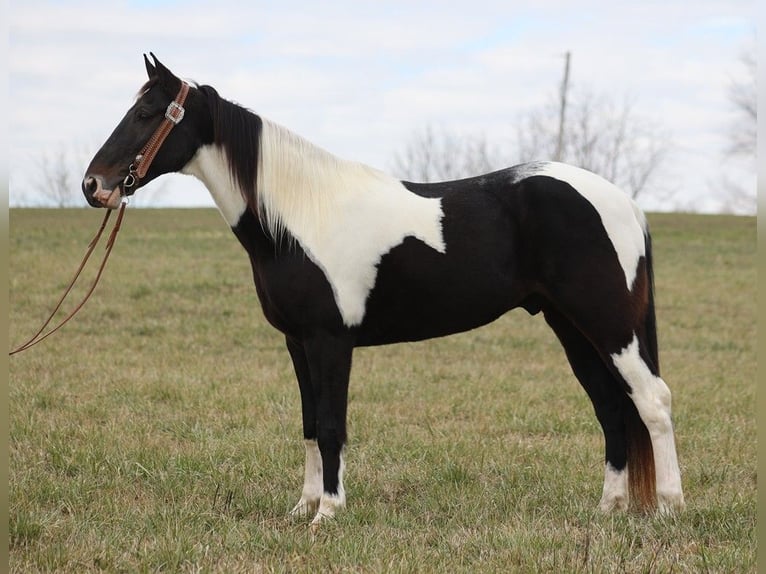 Fox trotter de Missouri Caballo castrado 14 años 155 cm Tobiano-todas las-capas in Whitley City KY