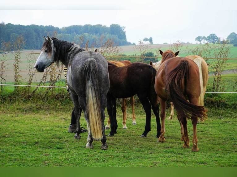 Fox trotter de Missouri Caballo castrado 14 años 155 cm Tordo rodado in Winterwerb