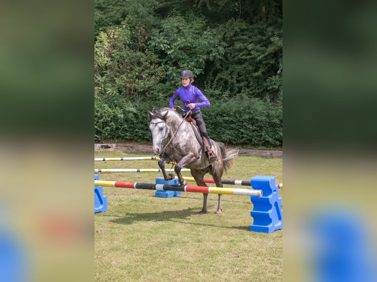 Fox trotter de Missouri Caballo castrado 14 años 155 cm Tordo rodado in Winterwerb