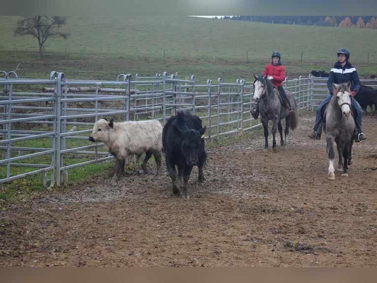 Fox trotter de Missouri Caballo castrado 14 años 155 cm Tordo rodado in Winterwerb