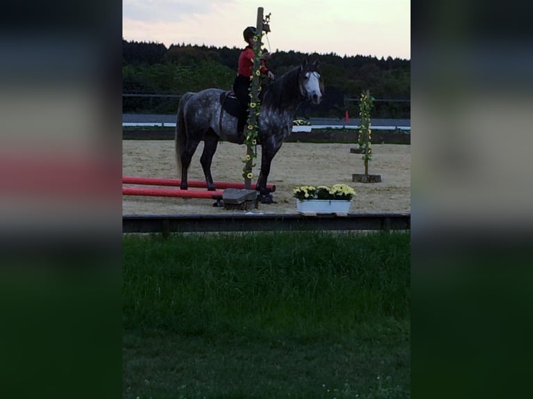 Fox trotter de Missouri Caballo castrado 14 años 155 cm Tordo rodado in Winterwerb