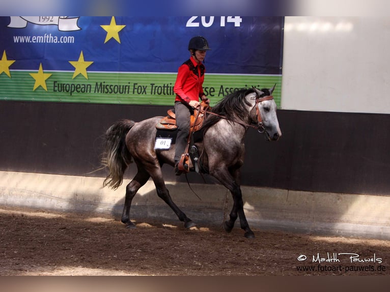 Fox trotter de Missouri Caballo castrado 14 años 155 cm Tordo rodado in Winterwerb