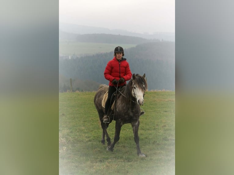 Fox trotter de Missouri Caballo castrado 14 años 155 cm Tordo rodado in Winterwerb