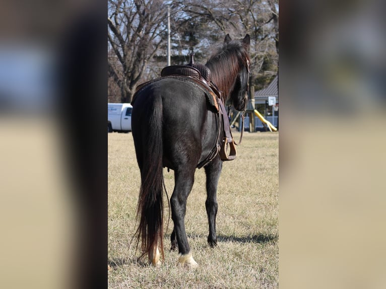 Fox trotter de Missouri Caballo castrado 14 años 157 cm Negro in Effingham IL