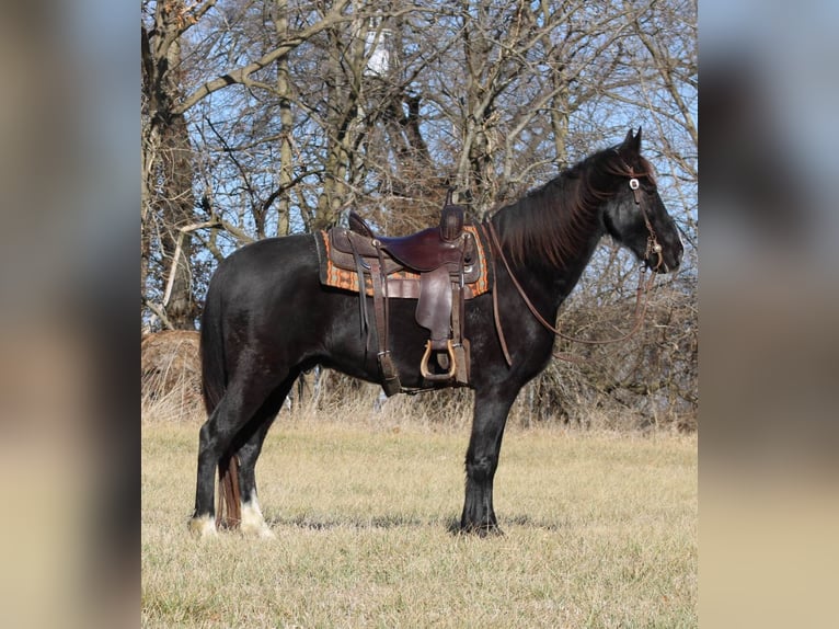 Fox trotter de Missouri Caballo castrado 14 años 157 cm Negro in Effingham IL