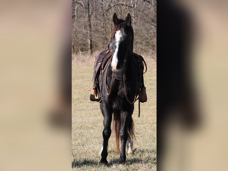 Fox trotter de Missouri Caballo castrado 14 años 157 cm Negro in Effingham IL