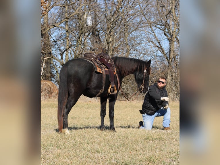 Fox trotter de Missouri Caballo castrado 14 años 157 cm Negro in Effingham IL