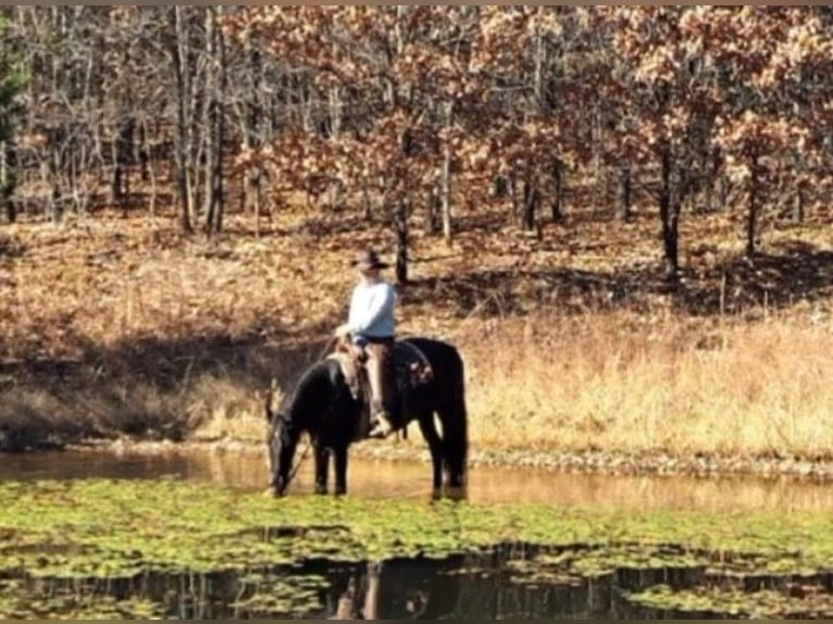 Fox trotter de Missouri Caballo castrado 14 años 157 cm Negro in Weatherford, TX