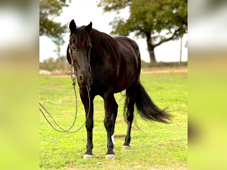 Fox trotter de Missouri Caballo castrado 14 años 157 cm Negro in Weatherford, TX