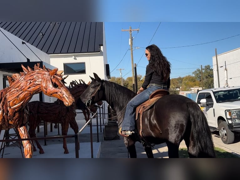 Fox trotter de Missouri Caballo castrado 14 años 157 cm Negro in Weatherford, TX