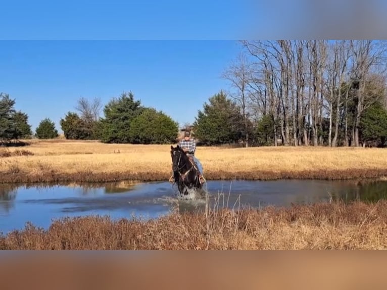 Fox trotter de Missouri Caballo castrado 14 años 157 cm Negro in Weatherford, TX