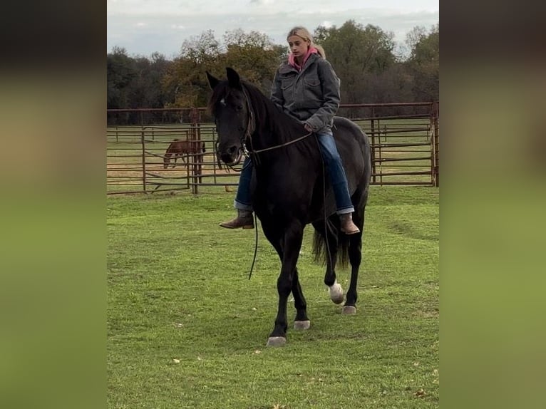 Fox trotter de Missouri Caballo castrado 14 años 157 cm Negro in Weatherford, TX