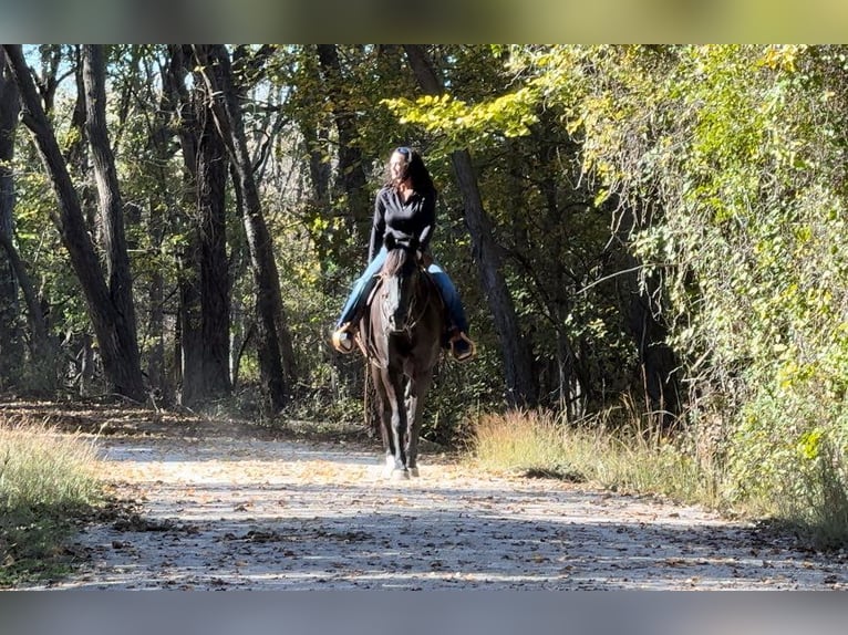 Fox trotter de Missouri Caballo castrado 14 años 157 cm Negro in Weatherford, TX