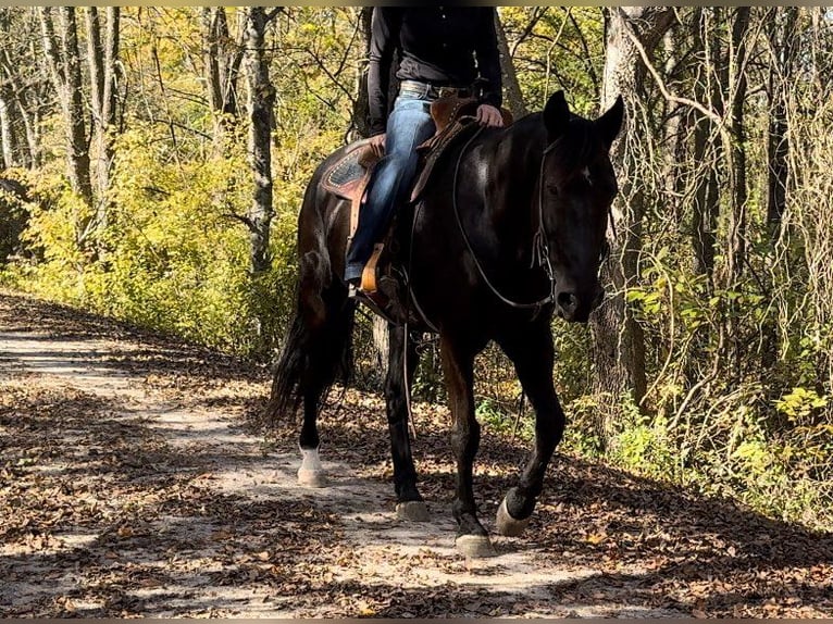 Fox trotter de Missouri Caballo castrado 14 años 157 cm Negro in Weatherford, TX