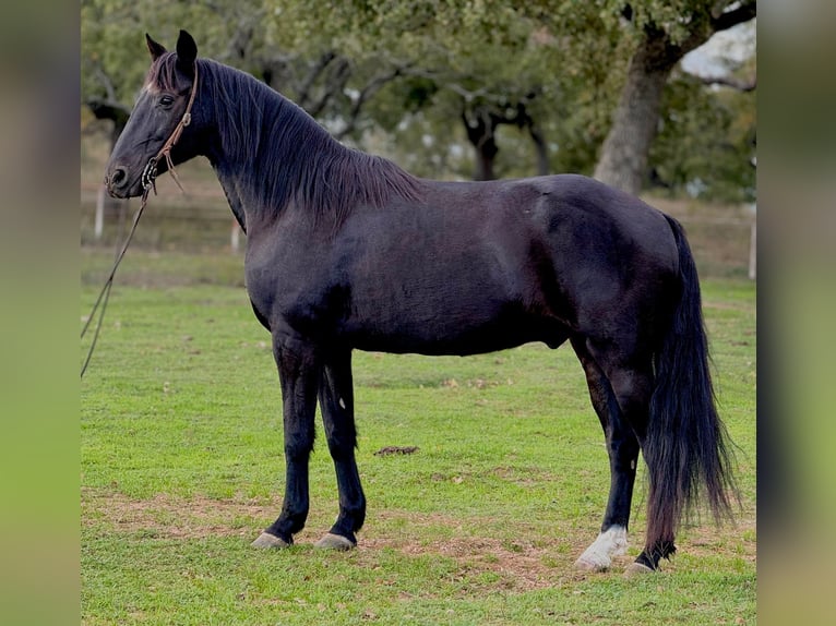 Fox trotter de Missouri Caballo castrado 14 años 157 cm Negro in Weatherford, TX