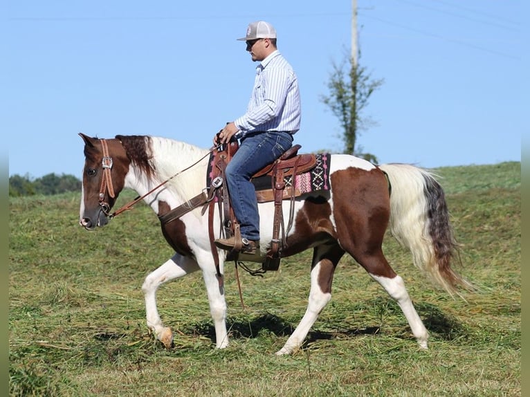 Fox trotter de Missouri Caballo castrado 14 años 157 cm Tobiano-todas las-capas in Whitley City KY