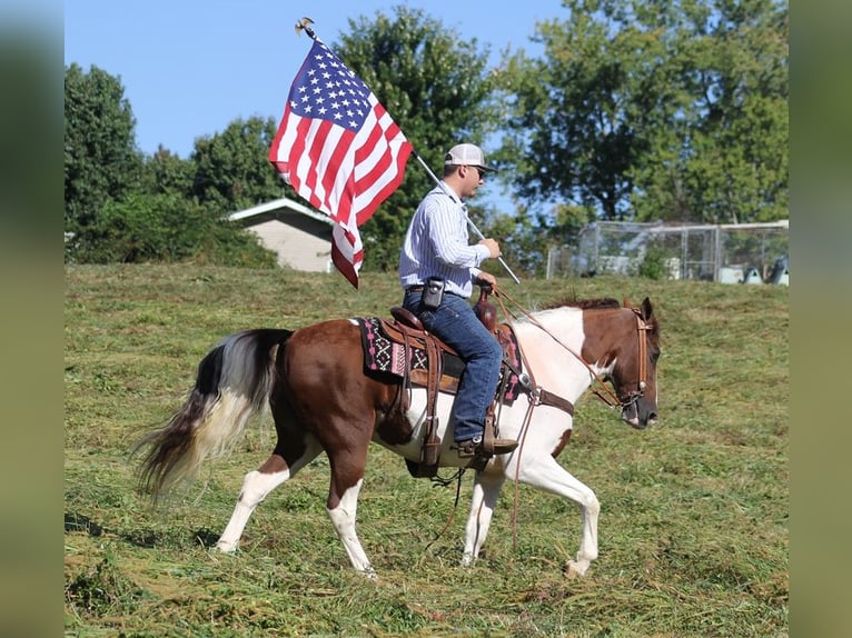 Fox trotter de Missouri Caballo castrado 14 años 157 cm Tobiano-todas las-capas in Whitley City KY