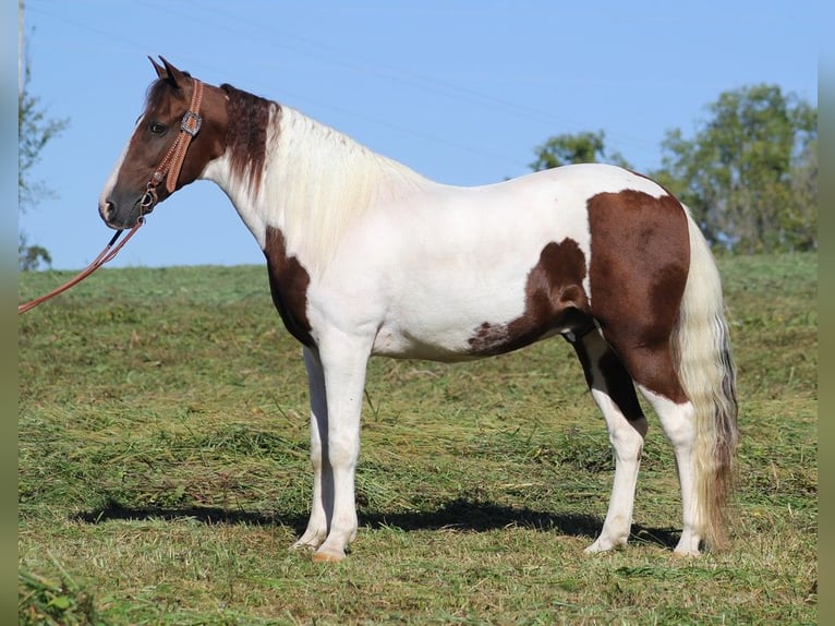 Fox trotter de Missouri Caballo castrado 14 años 157 cm Tobiano-todas las-capas in Whitley City KY