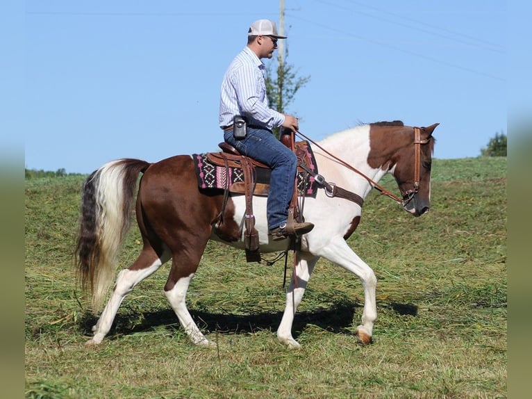 Fox trotter de Missouri Caballo castrado 14 años 157 cm Tobiano-todas las-capas in Whitley City KY