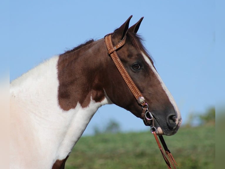 Fox trotter de Missouri Caballo castrado 14 años 157 cm Tobiano-todas las-capas in Whitley City KY