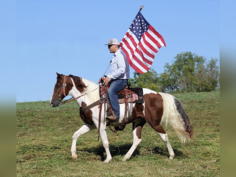 Fox trotter de Missouri Caballo castrado 14 años 157 cm Tobiano-todas las-capas in Whitley City KY